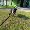 Zorza
