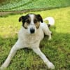 Lino, ein perfekter Begleiter