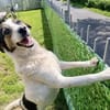 Lino, ein perfekter Begleiter