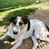 Lino, ein perfekter Begleiter