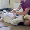 Lino, ein perfekter Begleiter