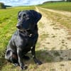 Laika - neugierig,verspielt&verschmust