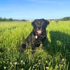 Laika - neugierig,verspielt&verschmust