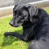 Laika - neugierig,verspielt&verschmust
