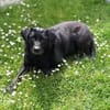 Laika - neugierig,verspielt&verschmust