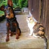 Salome 9 Monate Foxterrier Mix