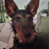 Salome 9 Monate Foxterrier Mix
