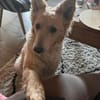 Mogli  ein Herz auf vier Pfoten 🐾