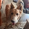 Mogli  ein Herz auf vier Pfoten 🐾