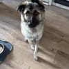 Kuscheliger Cody❤ sucht liebevolles Heim