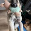 Kuscheliger Cody❤ sucht liebevolles Heim