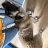 Kuscheliger Cody❤ sucht liebevolles Heim