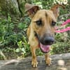 Nella im Tierheim Sulzbach