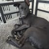Hundedame Trish