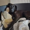 Hundedame Trish