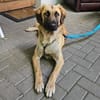 Pesco, jetzt im Tierheim Sulzbach