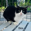 Béa