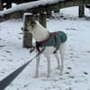 HOPE sucht ein liebevolles Zuhause