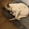 HOPE sucht ein liebevolles Zuhause