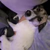 HOPE sucht ein liebevolles Zuhause