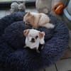 Riki  6,5 Jahre alter Pekinese