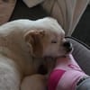 Riki  6,5 Jahre alter Pekinese