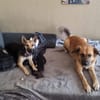 Zuckerpuppe Amira sucht ein Zuhause
