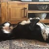 Matthes such ein Zuhause ohne Katzen