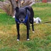 Bella8 sucht ein Zuhause