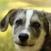 SIMON ist ein Rundum-sorglos-Paket