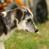 SIMON ist ein Rundum-sorglos-Paket