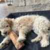 Lucky💗wartet in 78247 Schlatt am Randen
