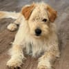 Lucky💗wartet in 78247 Schlatt am Randen