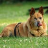 Bertha sucht Menschen mit Bollerwagen