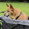 Bertha sucht Menschen mit Bollerwagen