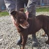 Brownie - sehr verschmust u. kinderlieb