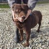 Brownie - sehr verschmust u. kinderlieb