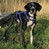 Hagen sucht sportliches Zuhause