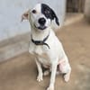 OREO - URGENT RECHERCHE FAMILLE RELAIS -