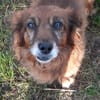 Ricki sucht Zuhause oder Pflegestelle