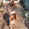 Ricki sucht Zuhause oder Pflegestelle