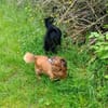 Ricki sucht Zuhause oder Pflegestelle
