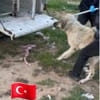 MALIK - brutal eingefangen ........