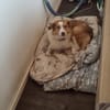Hundedame Pinky❤sucht ruhiges Zuhause