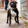 Digger sucht ein Zuhause
