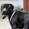 Digger sucht ein Zuhause