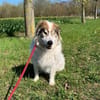 HANNE -liebevoll, sanft & genügsam-