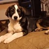 YUNA *  Hundemädchen, lieb & bildhübsch