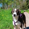 YUNA *  Hundemädchen, lieb & bildhübsch