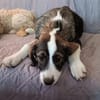 YUNA *  Hundemädchen, lieb & bildhübsch